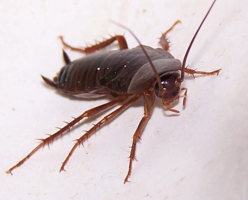 cockroach