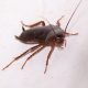 cockroach
