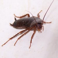 cockroach