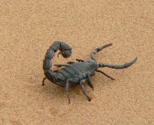 scorpion