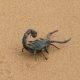 scorpion