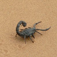scorpion