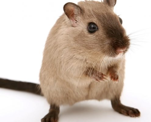 rat