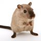 rat