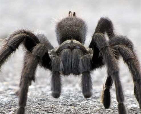 spiders