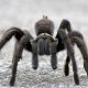 spiders
