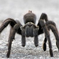spiders